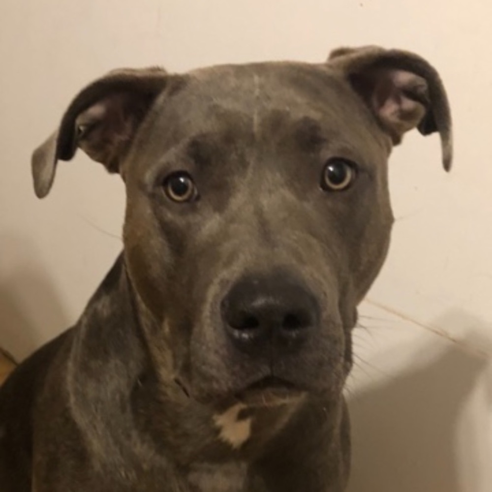 Meet your Posher, Cody